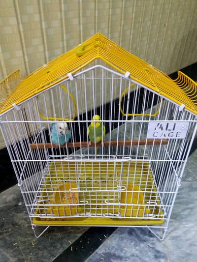 4 Australian parrot with 2 Pinjaray