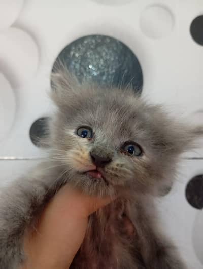 triple Cote Persian kittens for sale