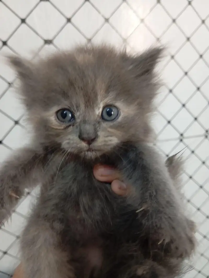 triple Cote Persian kittens for sale — photo 2