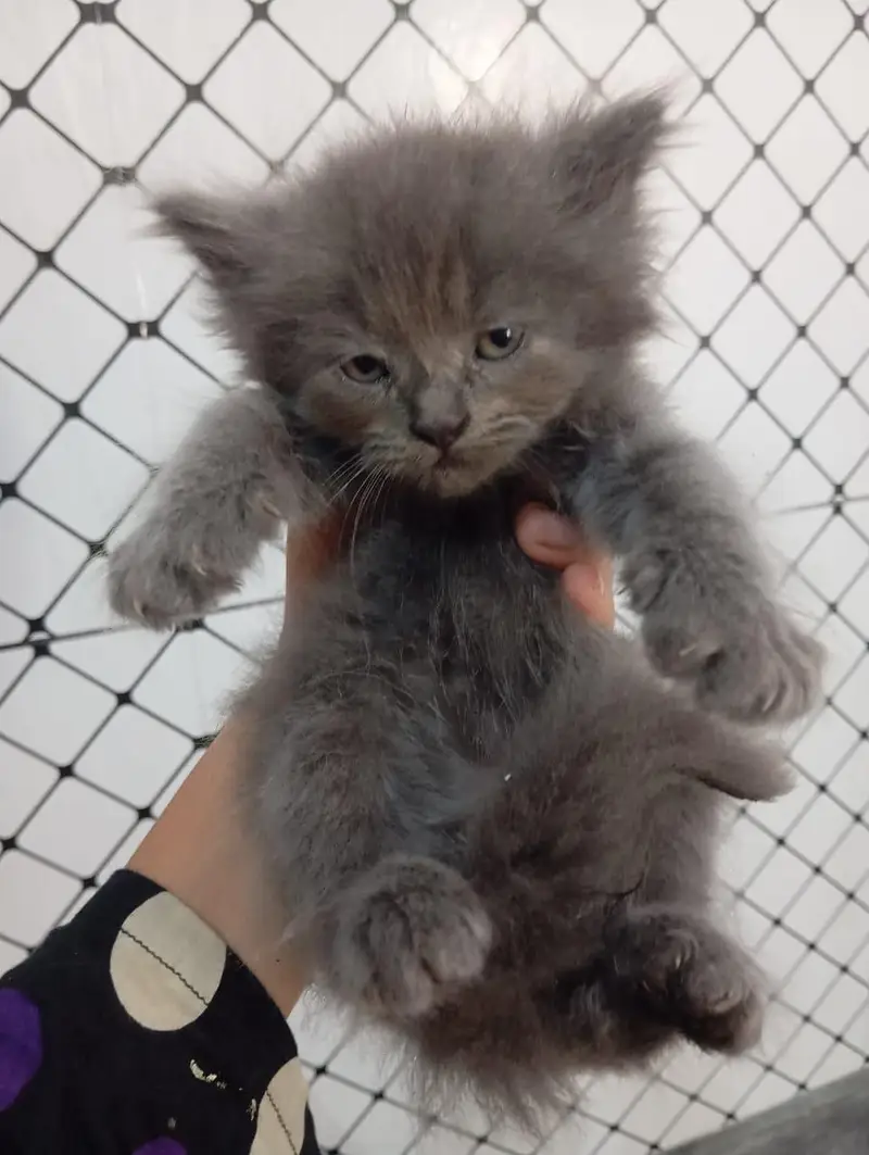 triple Cote Persian kittens for sale — photo 3