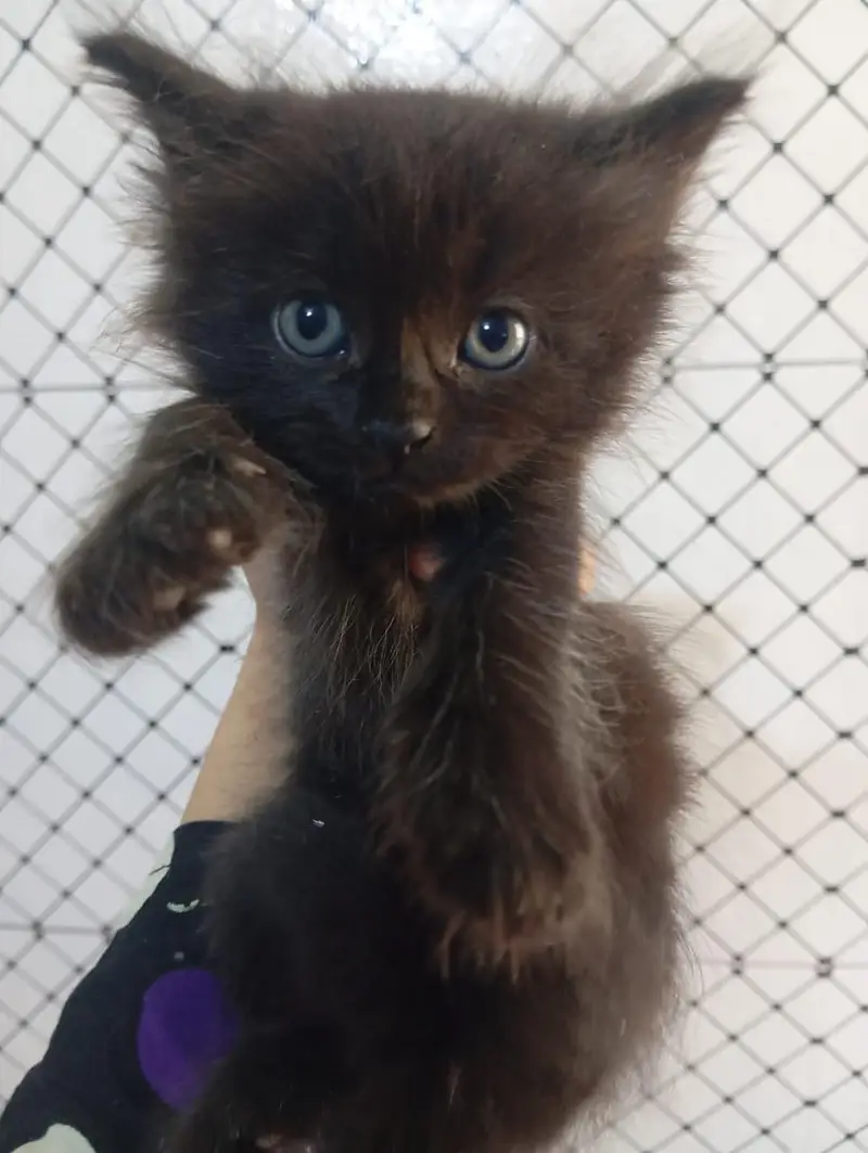 triple Cote Persian kittens for sale — photo 4