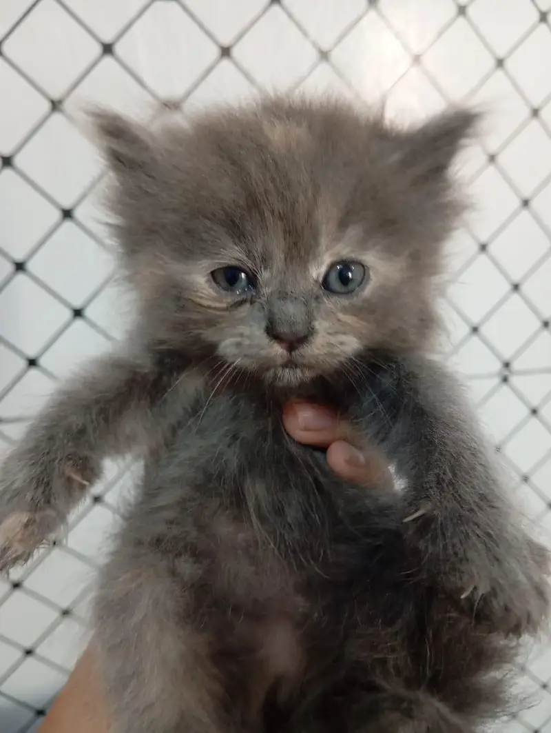 triple Cote Persian kittens for sale — photo 5