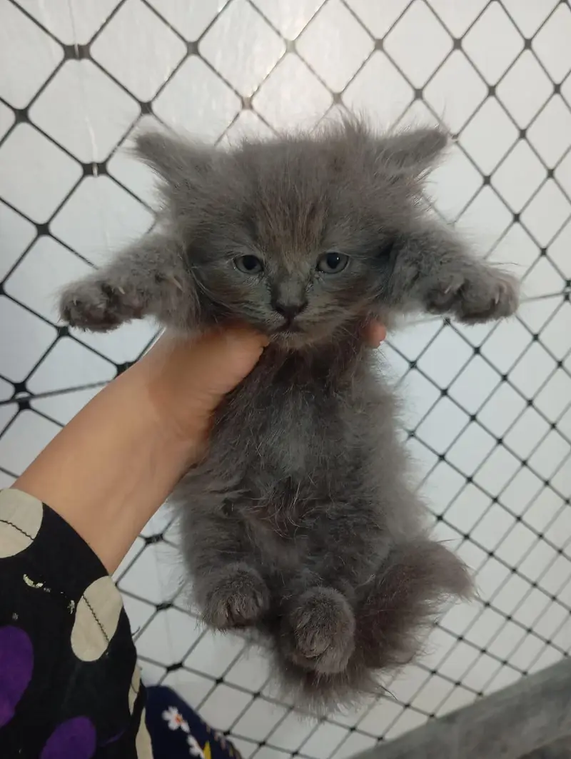 triple Cote Persian kittens for sale — photo 6
