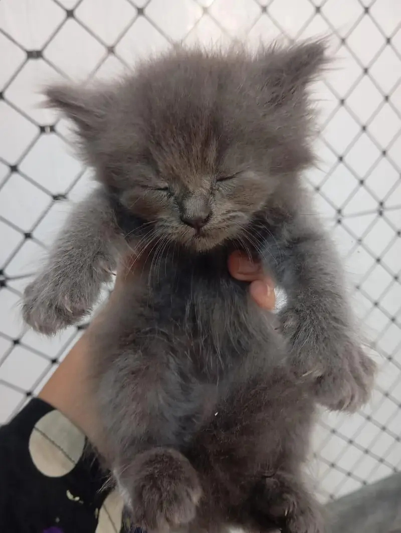 triple Cote Persian kittens for sale — photo 7