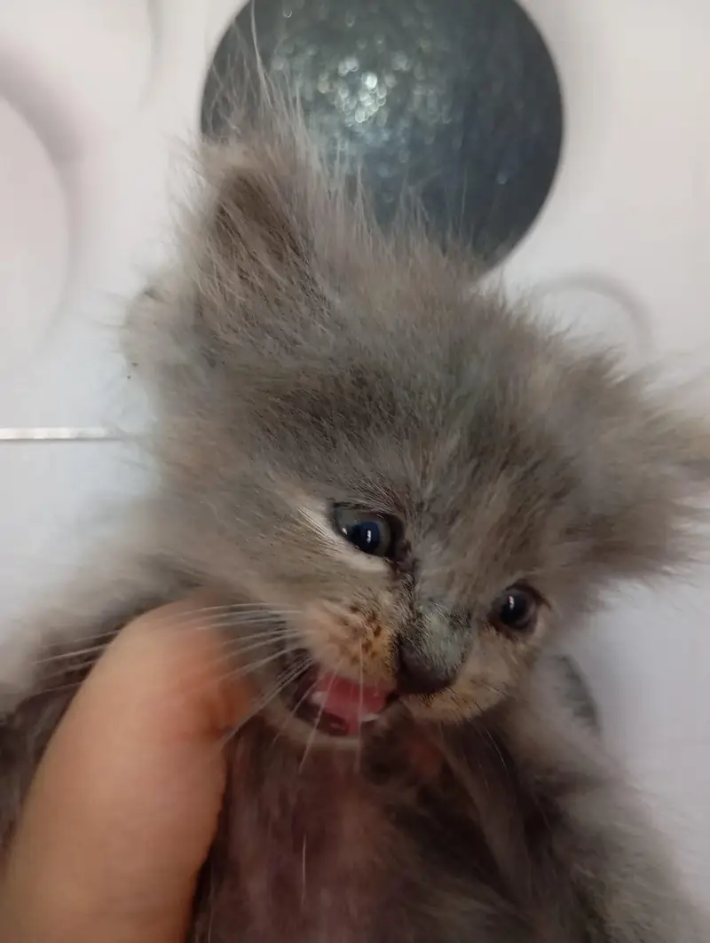 triple Cote Persian kittens for sale — photo 8
