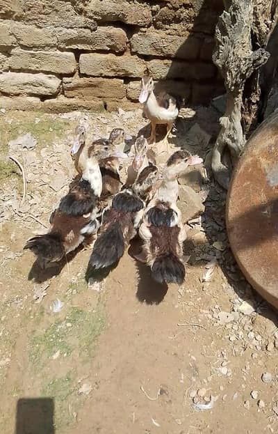 Muscovy ducks