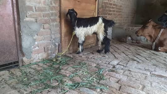 female goat for sell