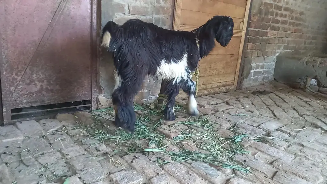 female goat for sell — photo 2
