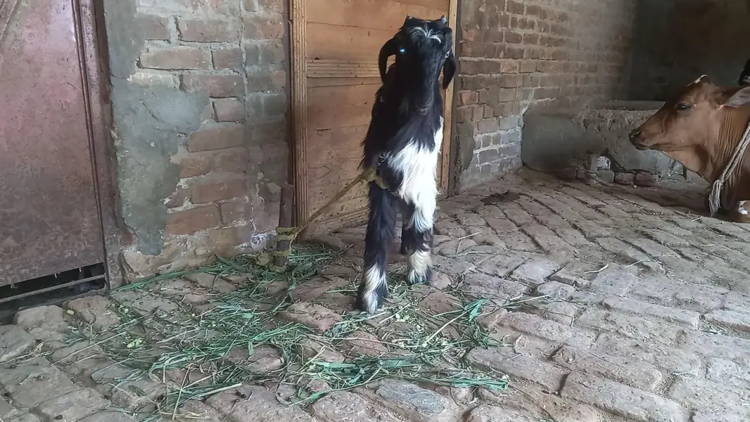 female goat for sell — photo 3