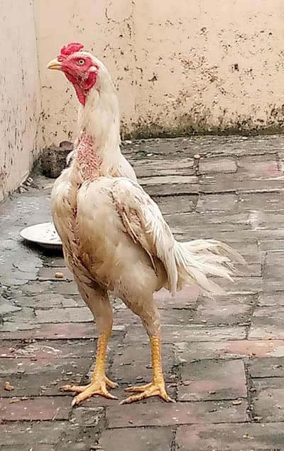 aseel murga/patha/ male( ph#0323841036)