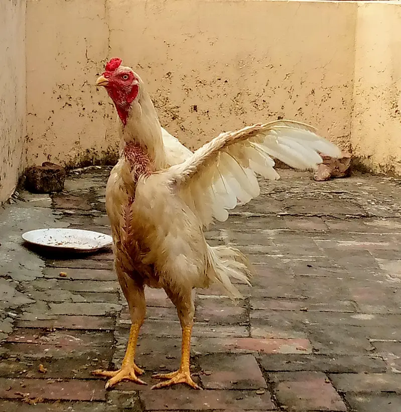 aseel murga/patha/ male( ph#0323841036) — photo 3