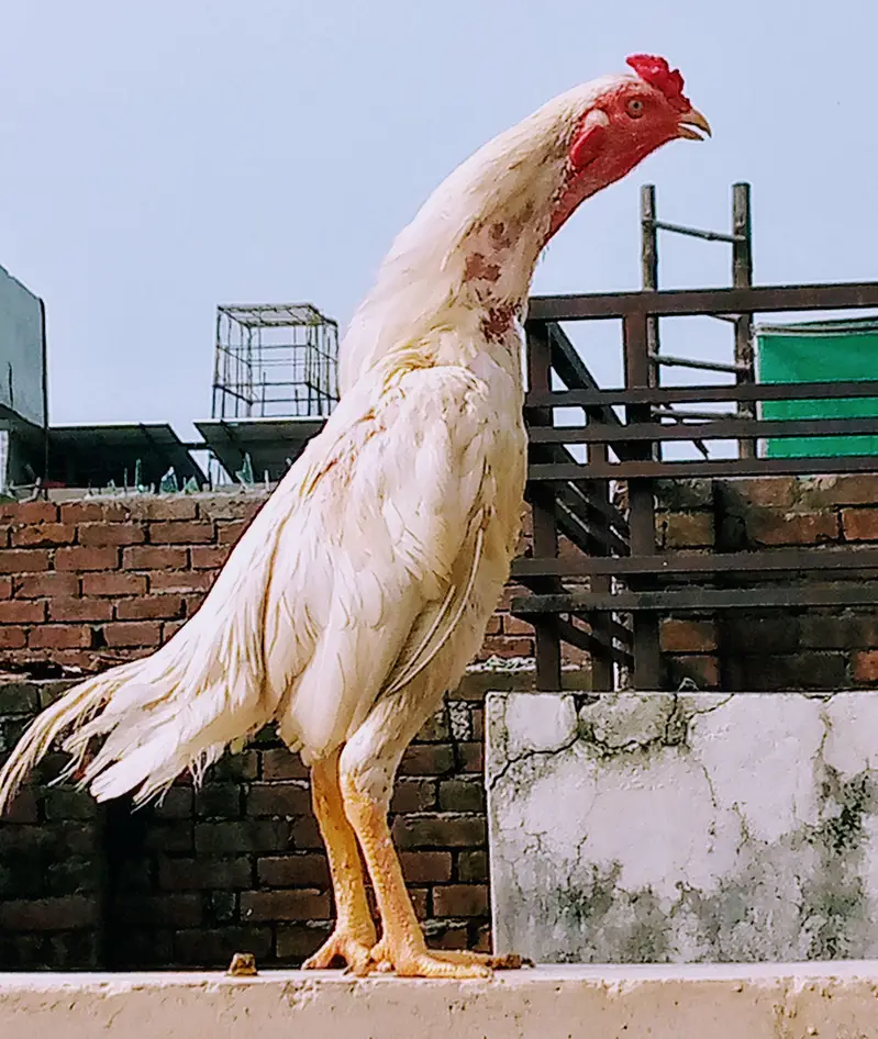 aseel murga/patha/ male( ph#0323841036) — photo 4