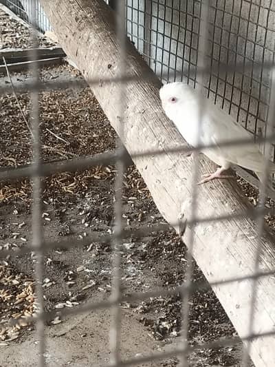 White red eyes female available