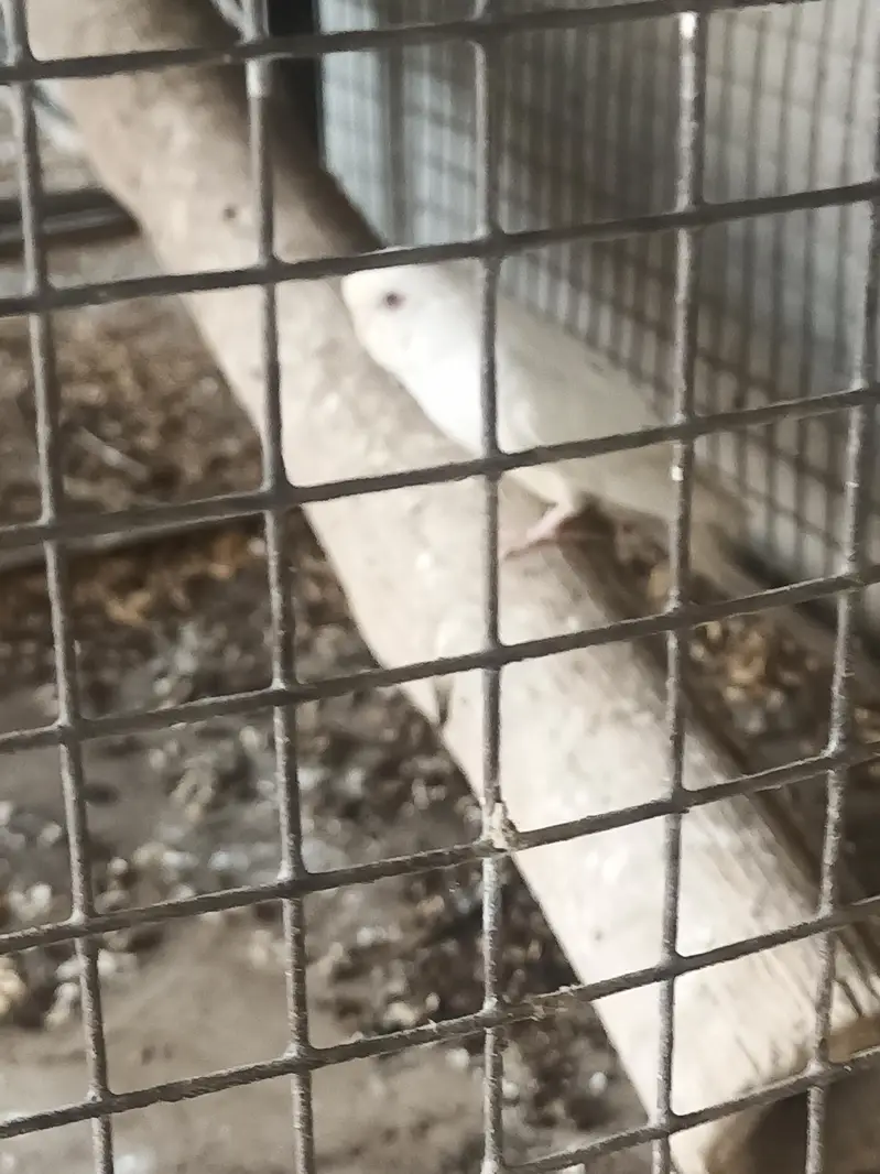 White red eyes female available — photo 2