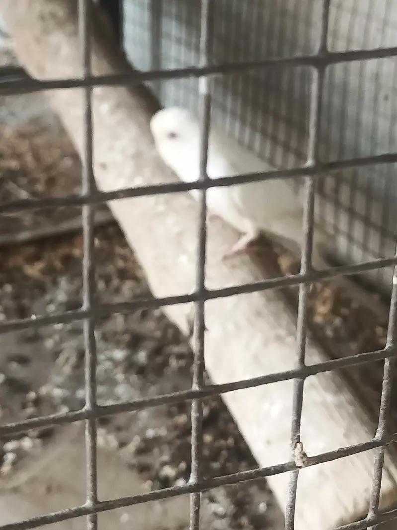 White red eyes female available — photo 3