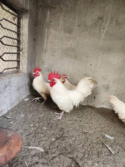 Goldan Bantam & Japanese English game Male