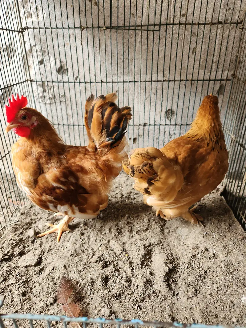 Goldan Bantam & Japanese English game Male — photo 2