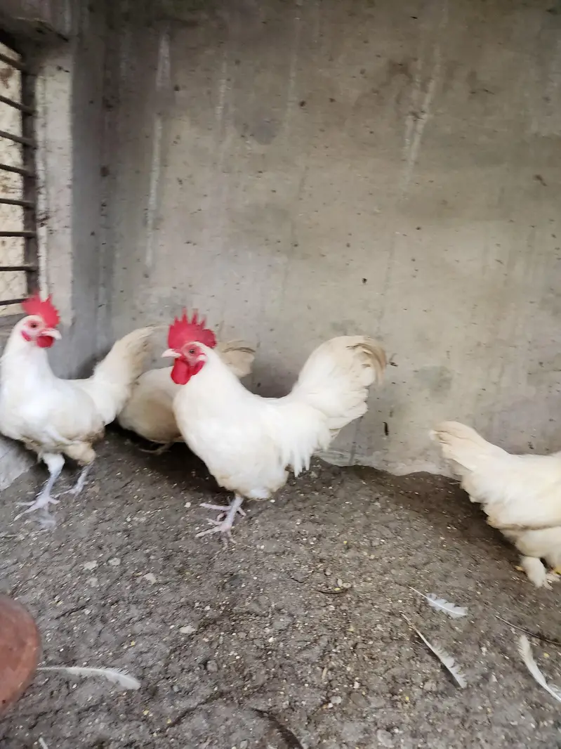 Goldan Bantam & Japanese English game Male — photo 3