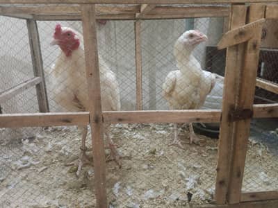 phli breed ke liye ready Aseel for sale - Aseel setup for sale