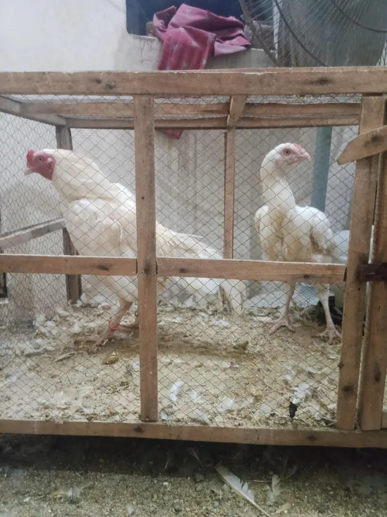 phli breed ke liye ready Aseel for sale - Aseel setup for sale — photo 2