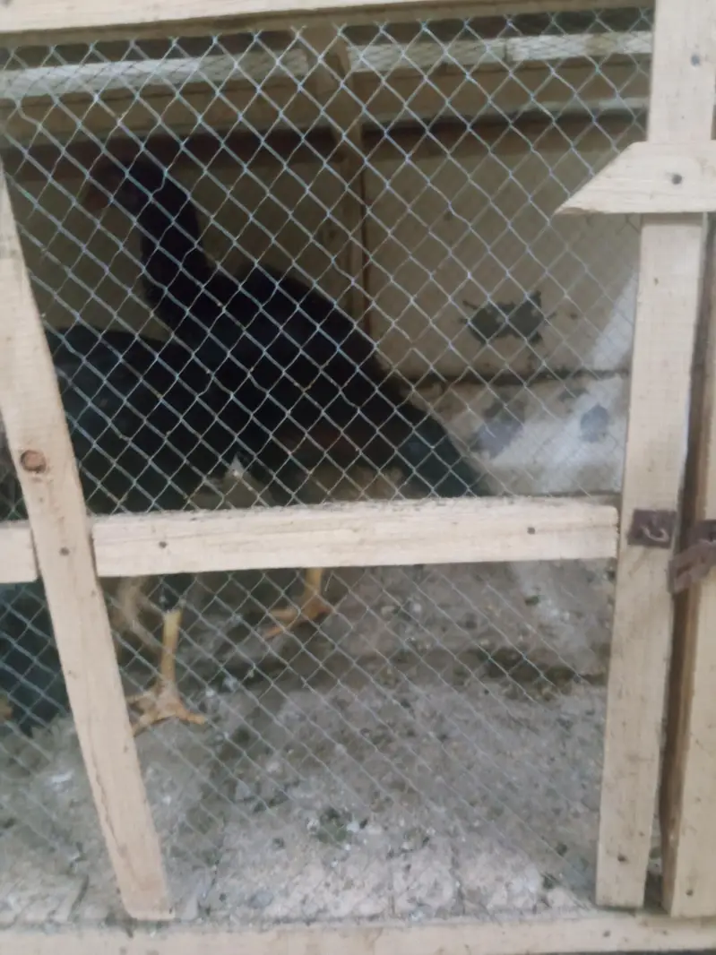 phli breed ke liye ready Aseel for sale - Aseel setup for sale — photo 3