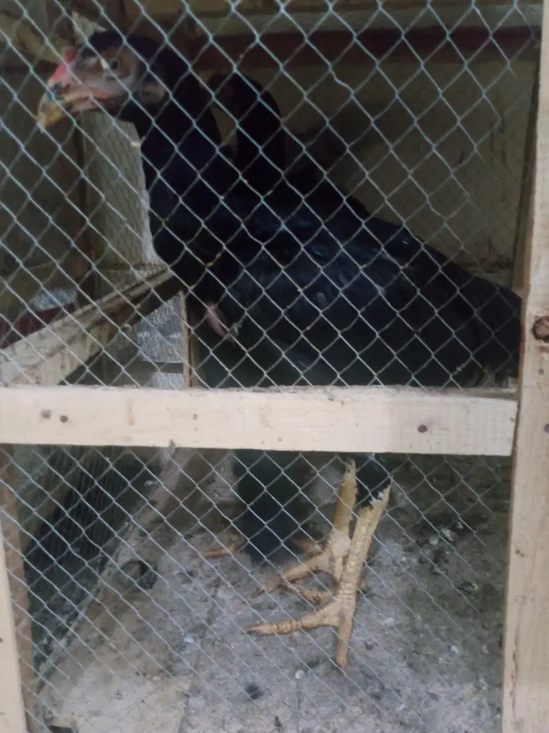 phli breed ke liye ready Aseel for sale - Aseel setup for sale — photo 4