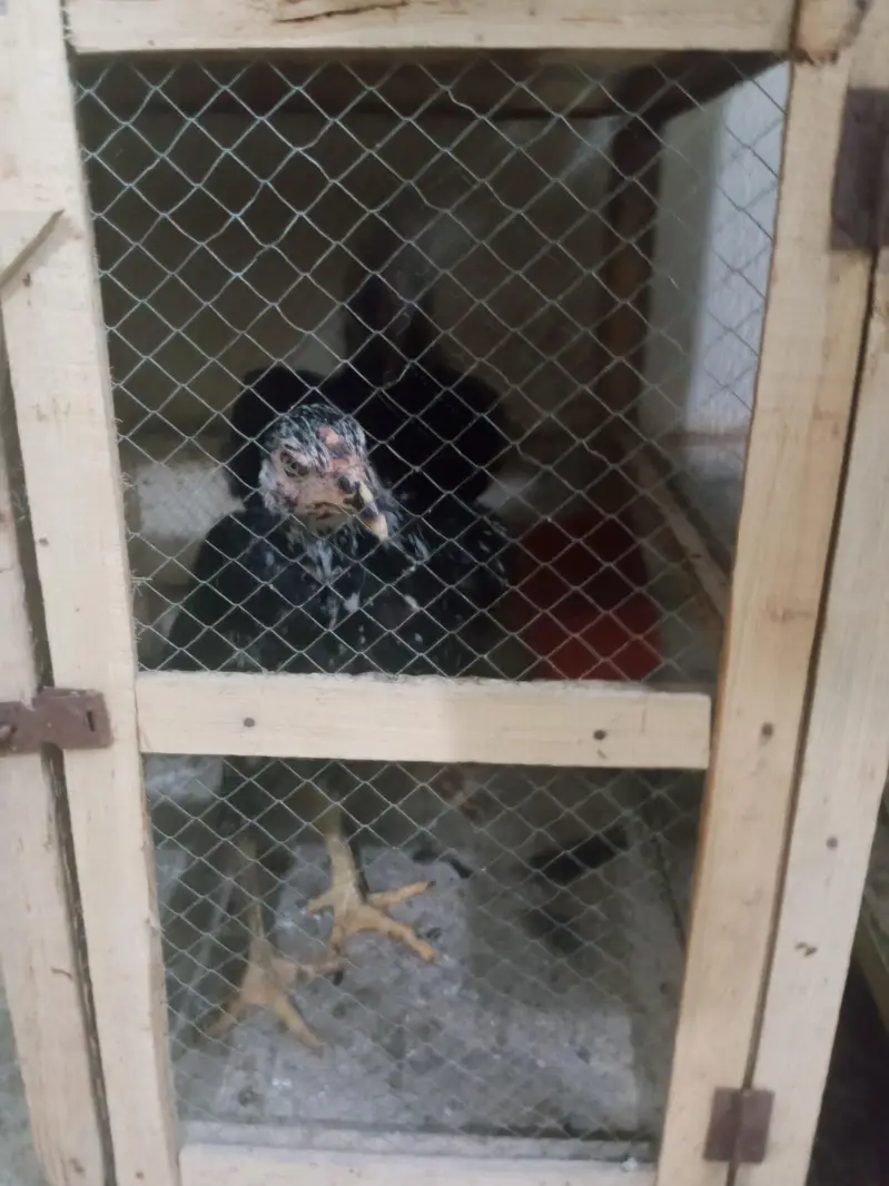 phli breed ke liye ready Aseel for sale - Aseel setup for sale — photo 5