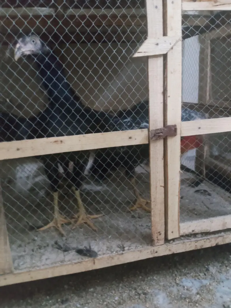 phli breed ke liye ready Aseel for sale - Aseel setup for sale — photo 6