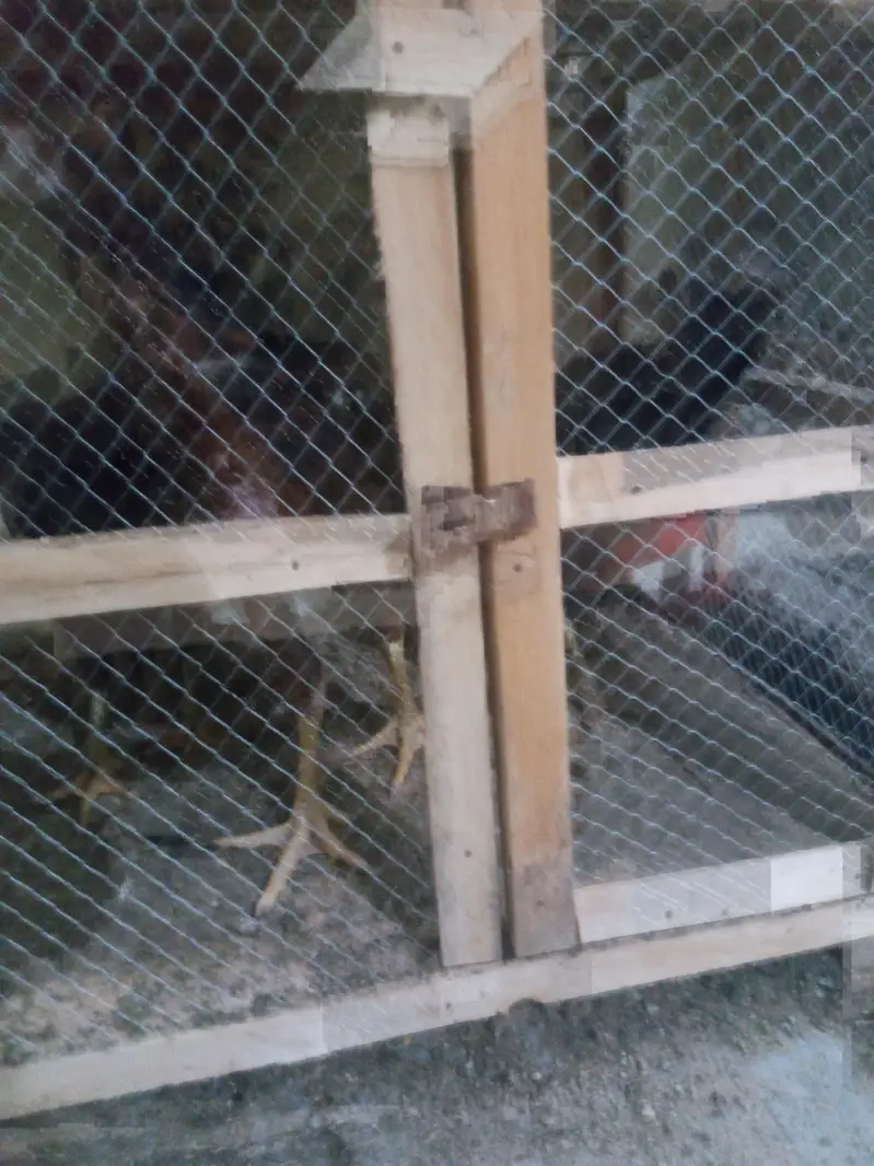 phli breed ke liye ready Aseel for sale - Aseel setup for sale — photo 7
