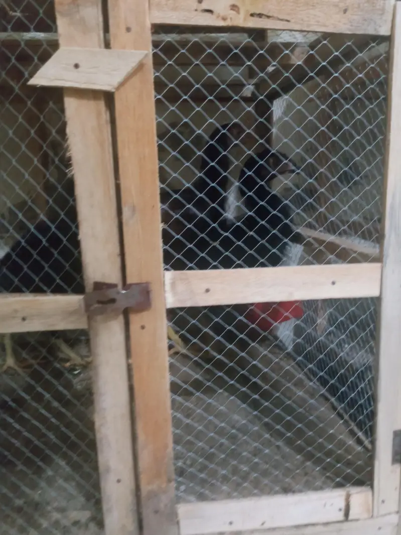 phli breed ke liye ready Aseel for sale - Aseel setup for sale — photo 8
