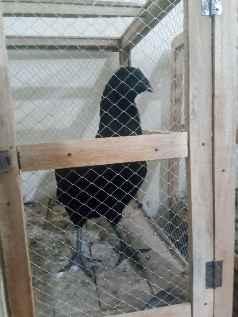 phli breed ke liye ready Aseel for sale - Aseel setup for sale — photo 9