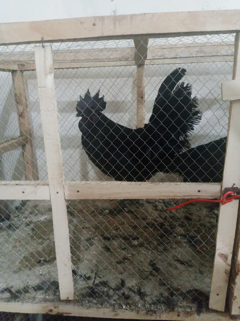 phli breed ke liye ready Aseel for sale - Aseel setup for sale — photo 10