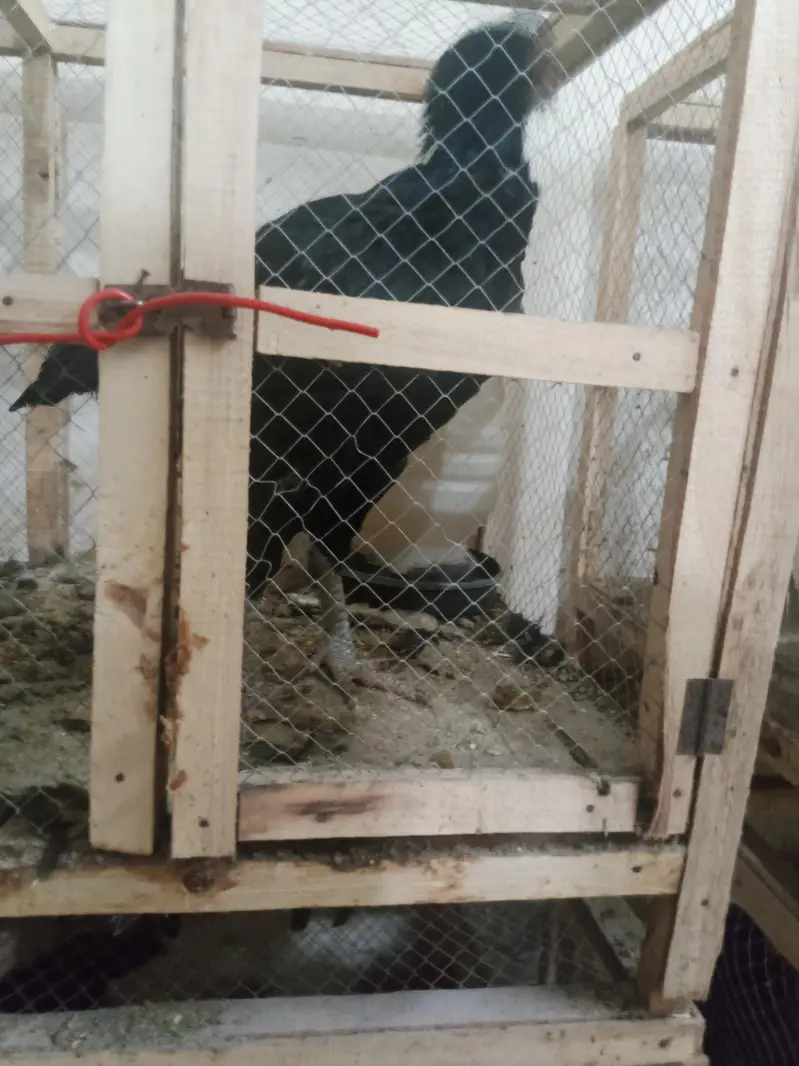phli breed ke liye ready Aseel for sale - Aseel setup for sale — photo 11
