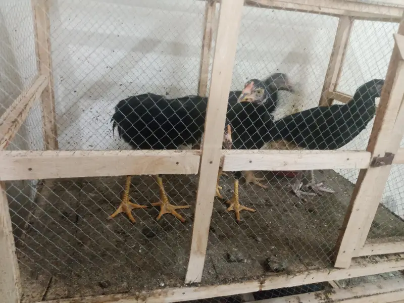 phli breed ke liye ready Aseel for sale - Aseel setup for sale — photo 12