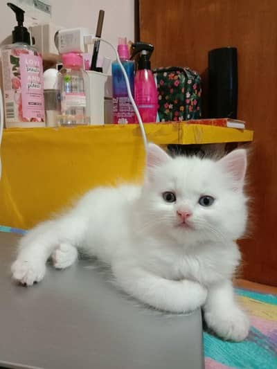 White pershian Kitten Female For sale