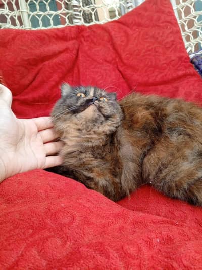 Persian triple coated litter trained cat available