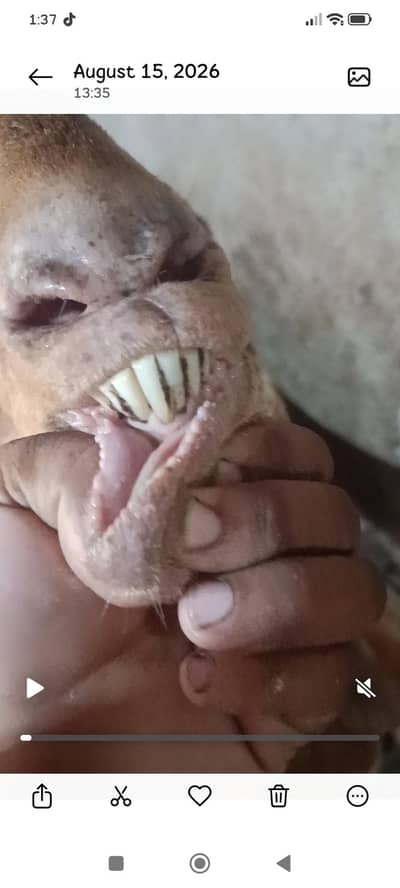 peur makhi cheni bakri 8 dant khali hy