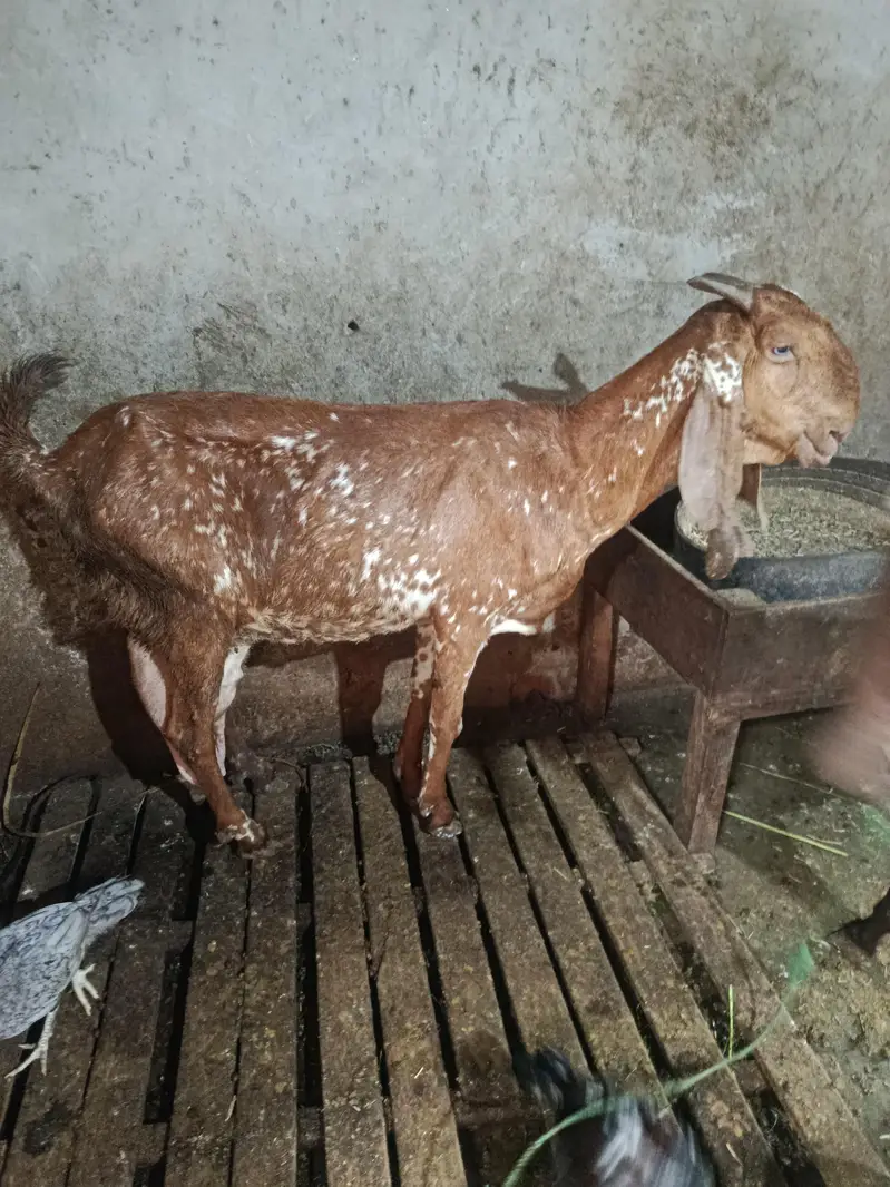 peur makhi cheni bakri 8 dant khali hy — photo 3