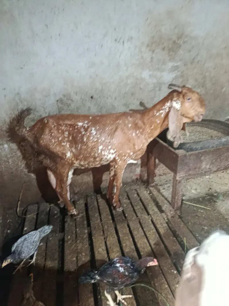 peur makhi cheni bakri 8 dant khali hy — photo 4