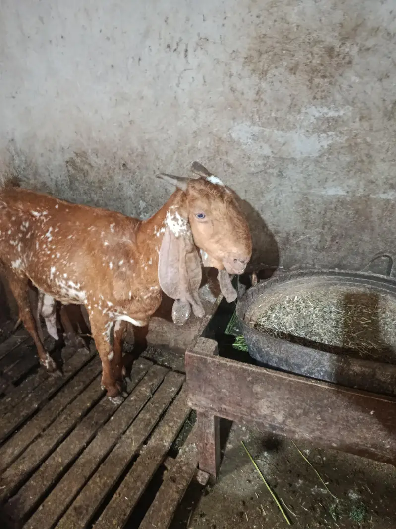 peur makhi cheni bakri 8 dant khali hy — photo 5