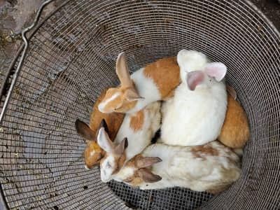 Rabbit