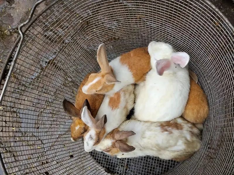 Rabbit