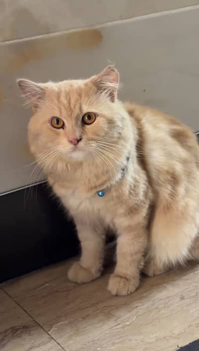 Adult Cats Male & Female pair
