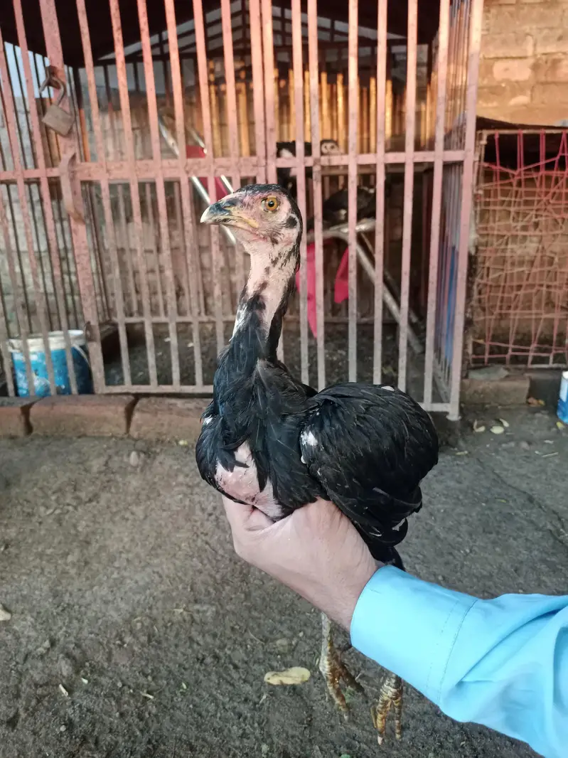murga or madi ha boht acha ha sale bi karna ha or chang bi ho jay ga — photo 3