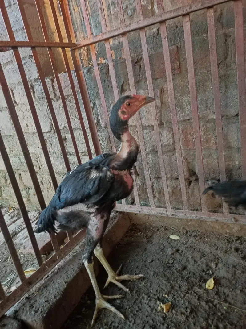 murga or madi ha boht acha ha sale bi karna ha or chang bi ho jay ga — photo 4