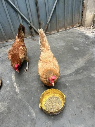 golden masri hen