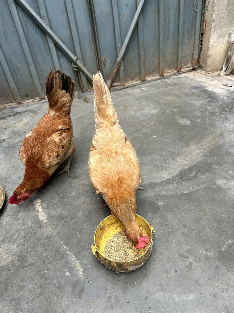 golden masri hen — photo 2