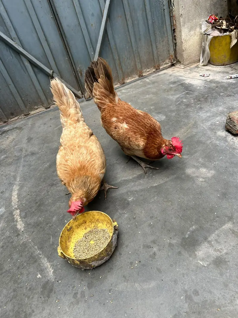 golden masri hen — photo 3