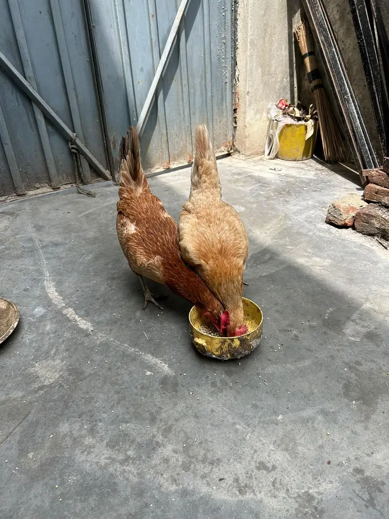 golden masri hen — photo 4