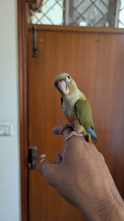 Hand Tamed Pineapple Conure